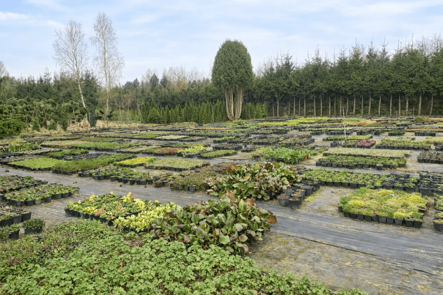 planowanie-nasadzen-ogrodowych-bydgoszcz