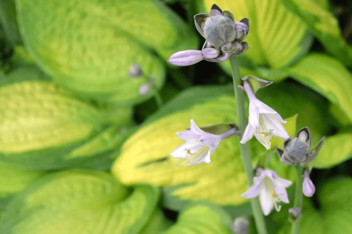 kwitnaca-hosta-ogrodowa-hellerowka