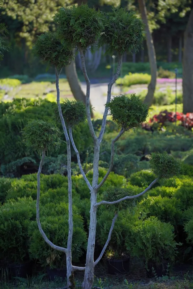 Wielopniowe bonsai ogrodowe z formowanymi koronami tui
