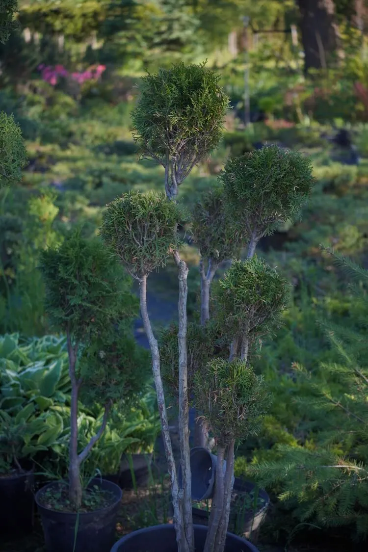 Formowane bonsai z tui o kilku kulistych koronach w szkółce roślin