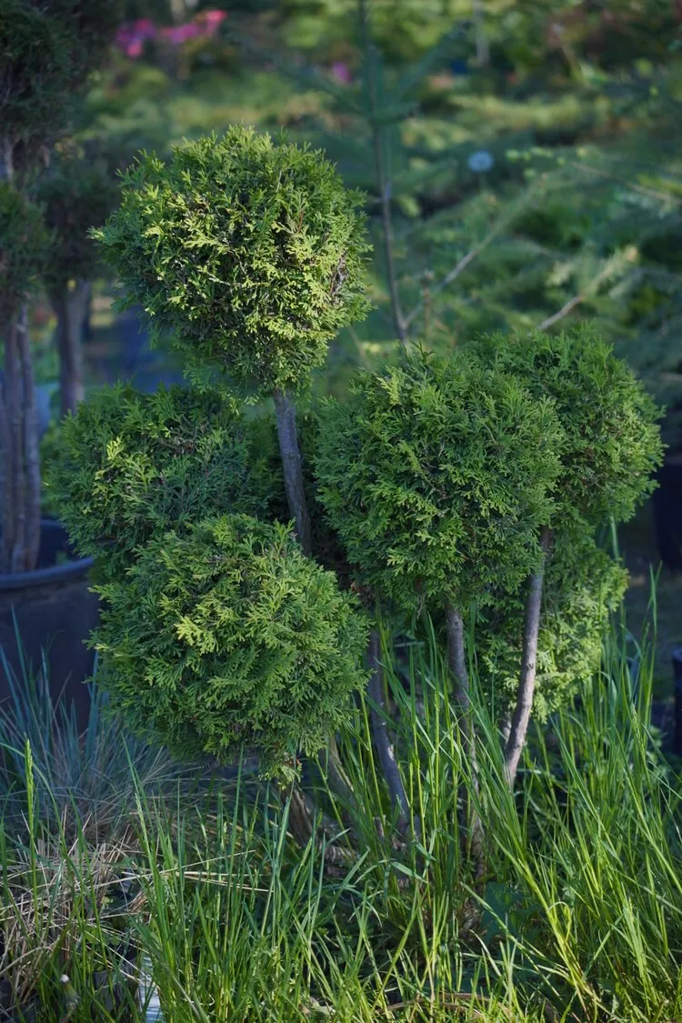 Tuje formowane w kuliste bonsai ogrodowe rosnące wśród innych roślin