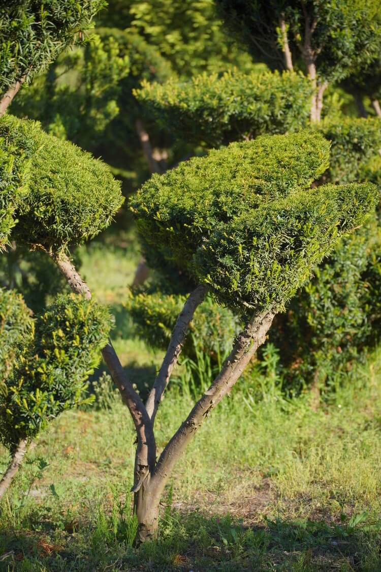 Formowane bonsai ogrodowe z kilkoma zielonymi koronami na rozgałęzionym pniu