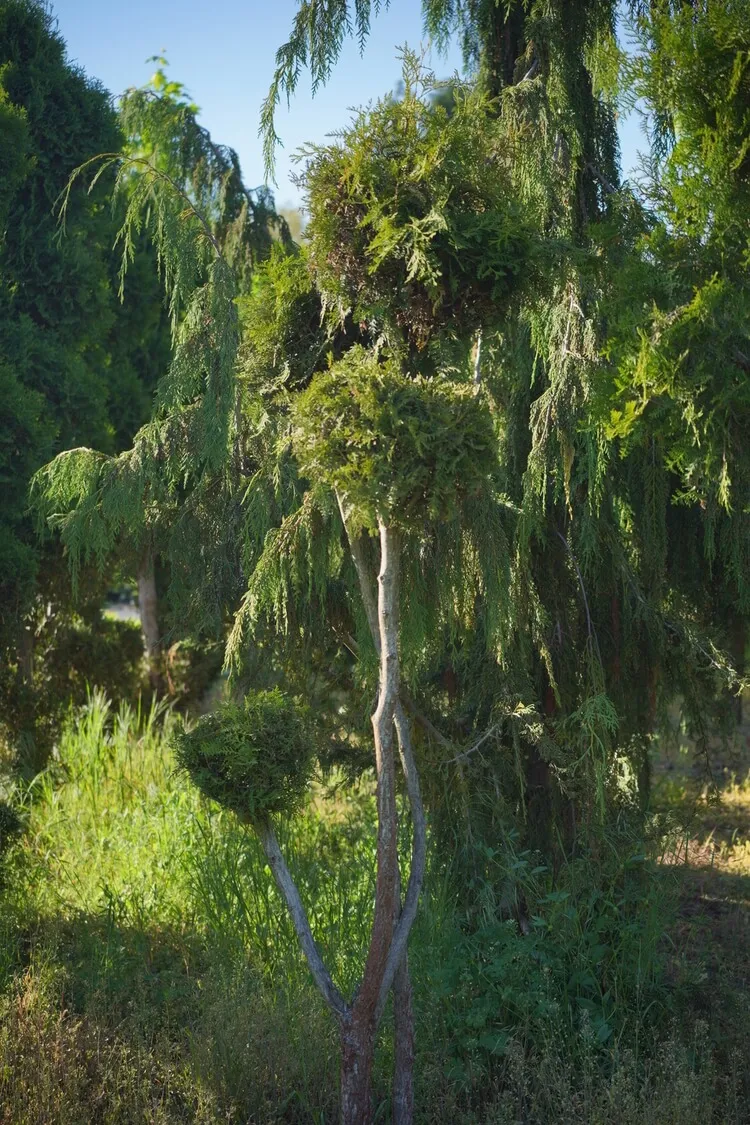 Formowane bonsai z tui na wysokim pniu na tle roślin ozdobnych