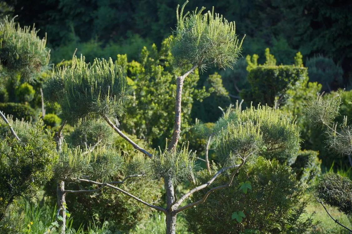 Formowana sosna bonsai z wieloma koronami rosnąca w szkółce roślin