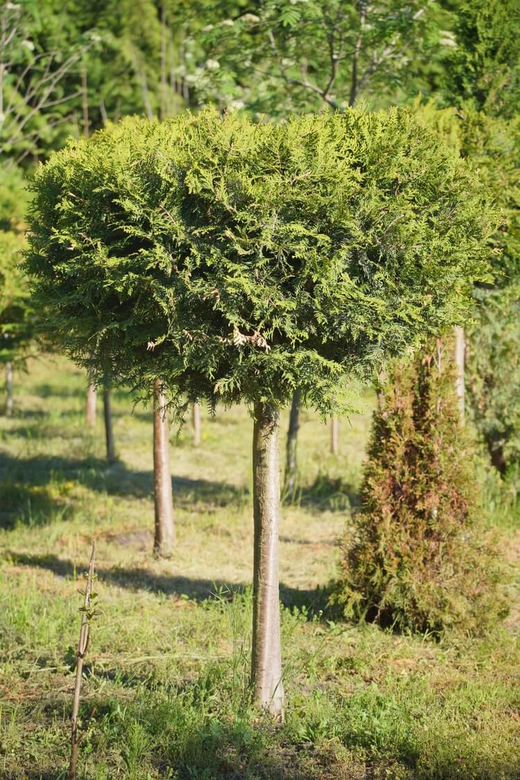 Tuja bonsai z gęstą kulistą koroną formowaną na prostym pniu