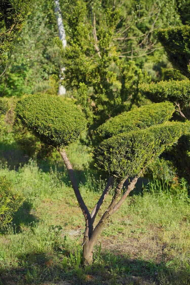Duże bonsai ogrodowe z wieloma formowanymi koronami wśród roślin ozdobnych