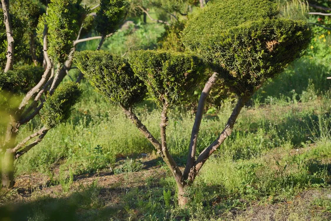 Formowane bonsai z cisa o kilku geometrycznych koronach na rozgałęzionym pniu