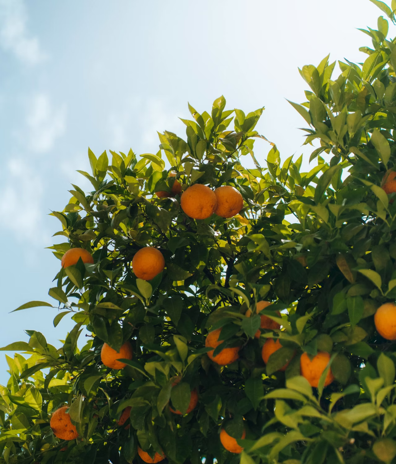 Orange tree branches with ripe oranges against a clear blue sky on a sunny day.