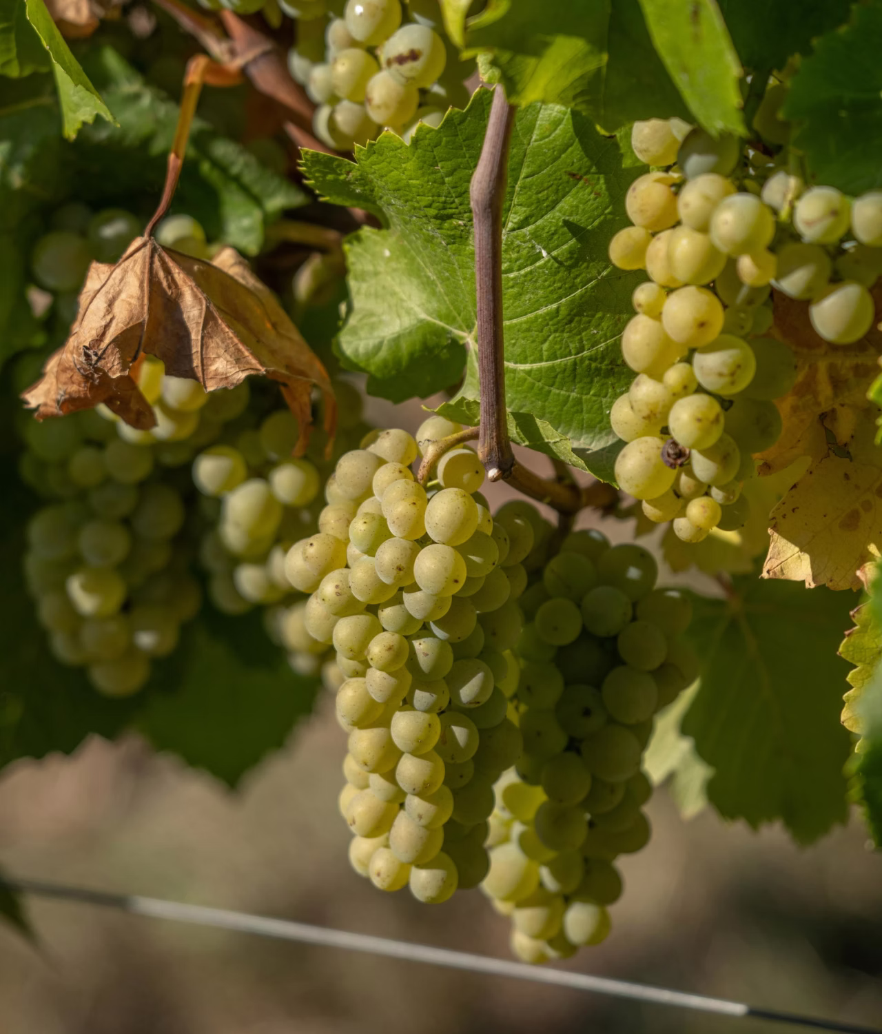 Clusters of light green grapes hanging on vine with green and a few dry brown leaves