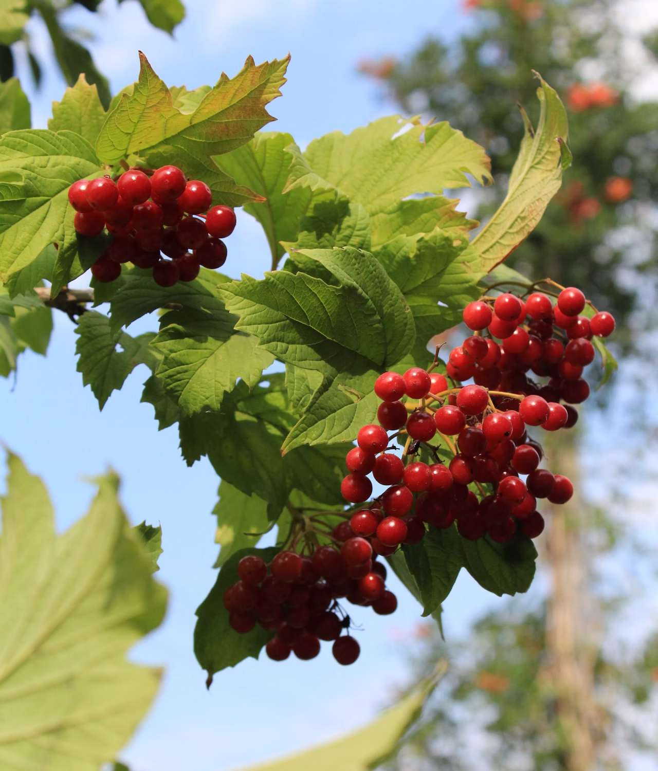 red-fruit-garden