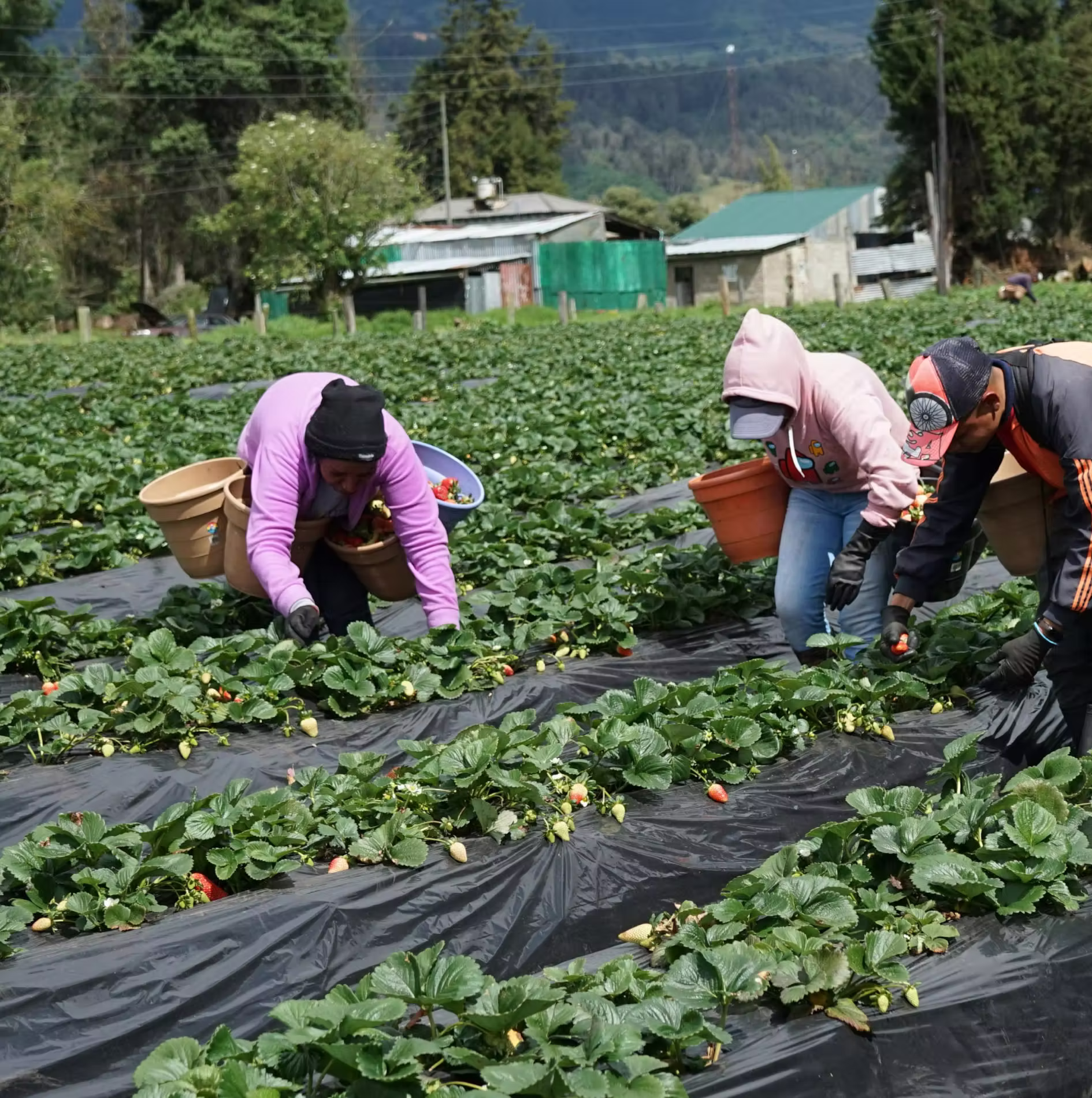 Three people picking strawberries in a large field covered with plastic mulch under a cloudy sky.
