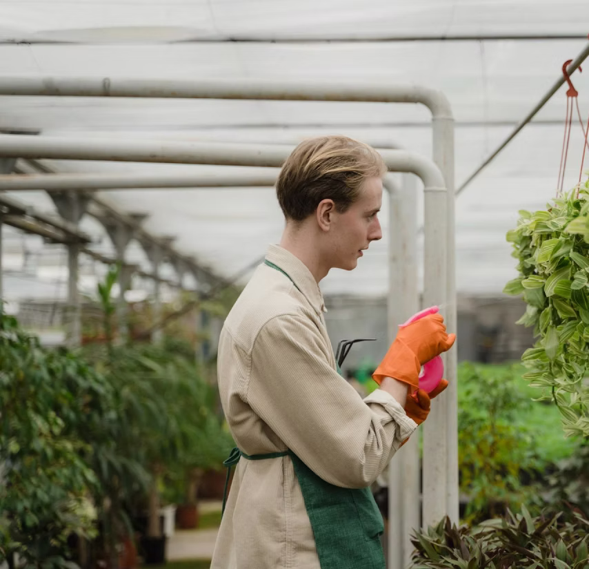 Man wearing orange gloves and green apron spraying a hanging plant in a greenhouse.