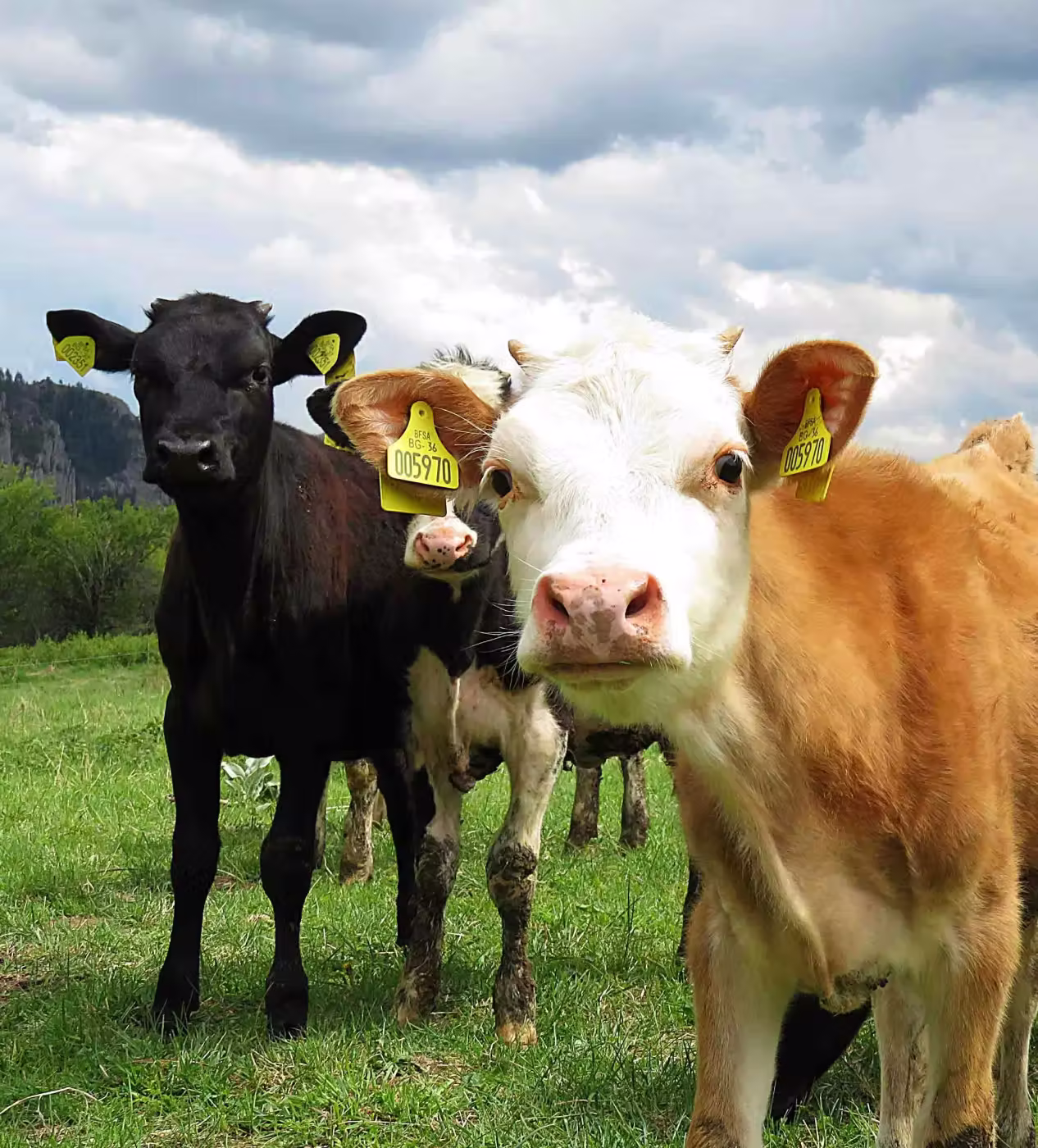 Three cows standing on green grass under a cloudy sky, looking directly at the camera.