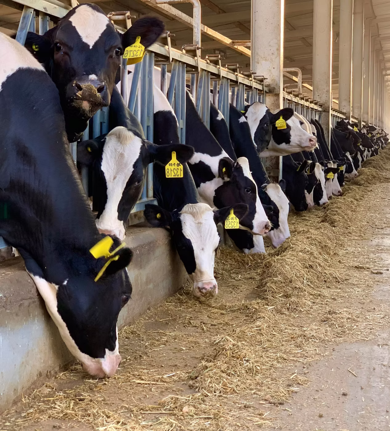 Row of black and white dairy cows with ear tags feeding on hay in a barn.