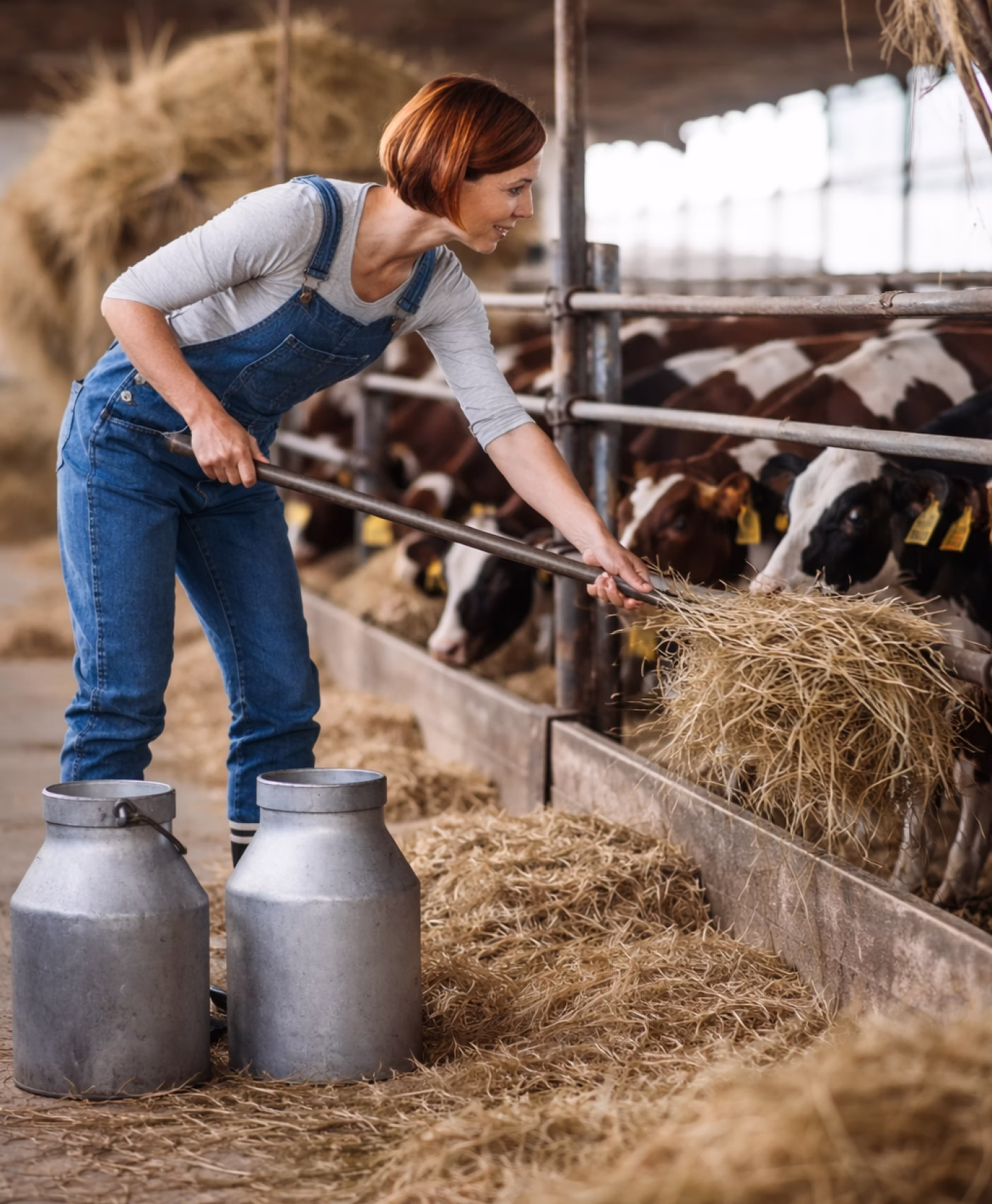 Woman in overalls feeding hay to cows inside a barn with milk cans nearby.