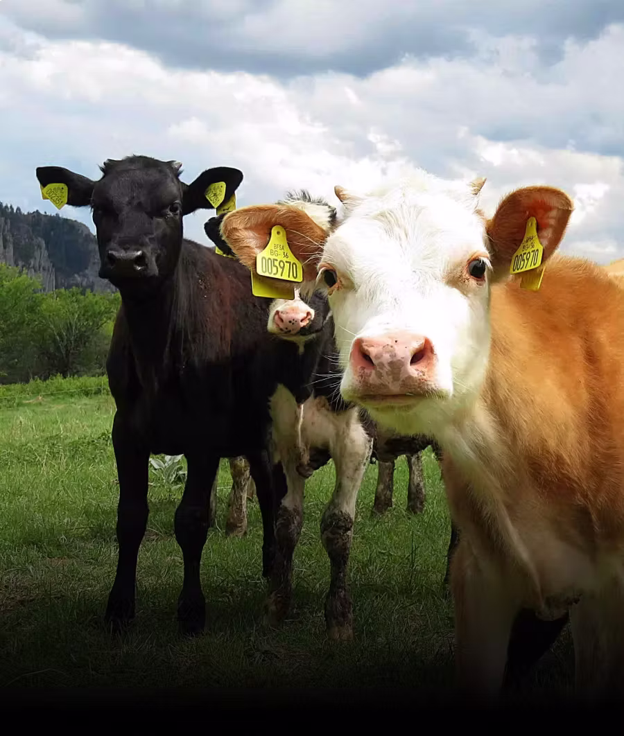 Close-up of three cows with yellow ear tags standing on green grass under a cloudy sky.
