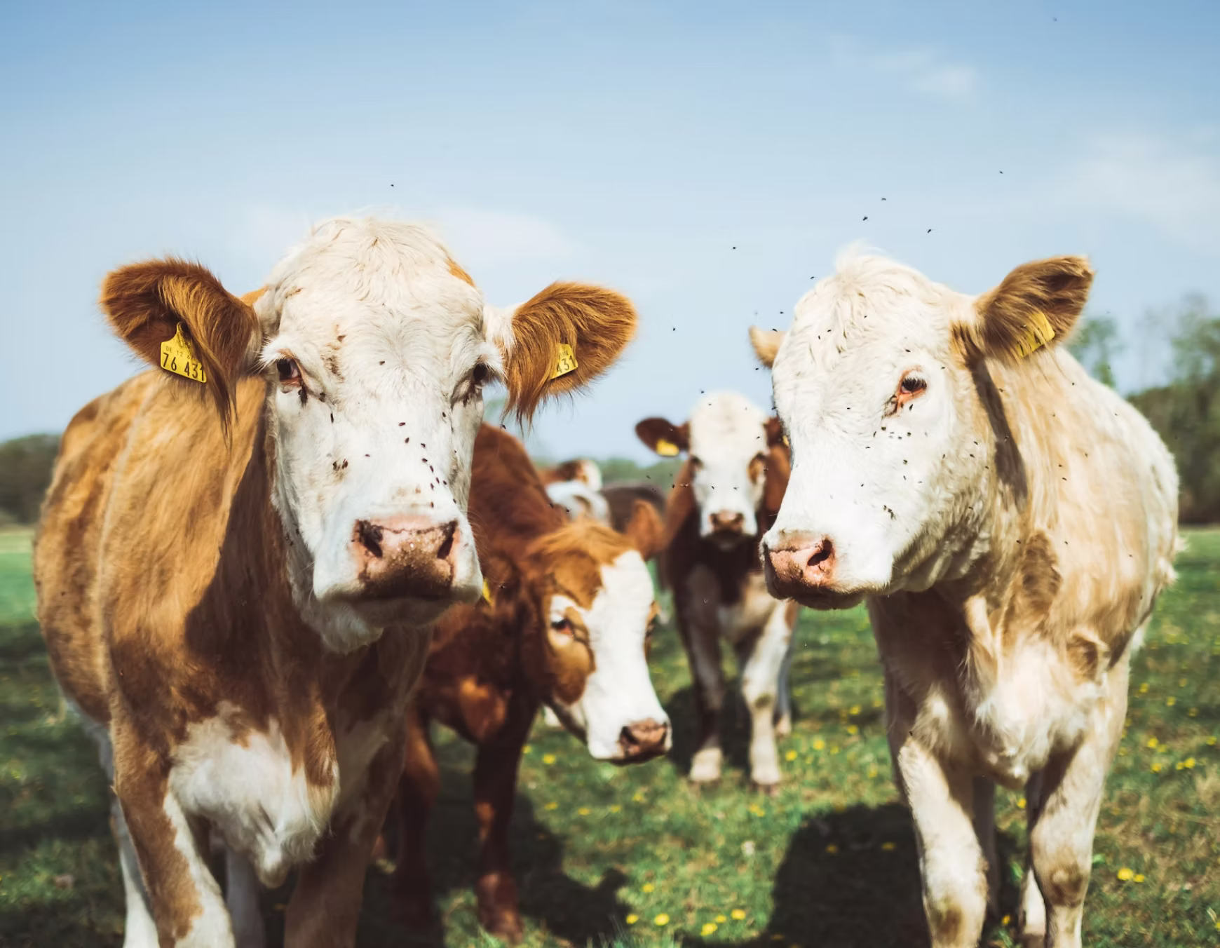 Close-up of four cows in a green field under a clear blue sky.