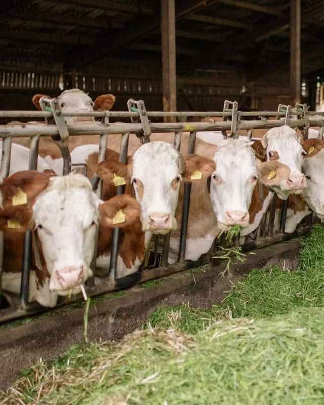 Several brown and white cows eating green fodder behind a metal fence inside a barn.