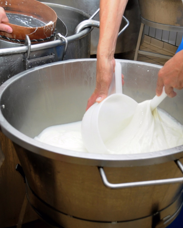 Hands using a white ladle to scoop milk from a large stainless steel container.