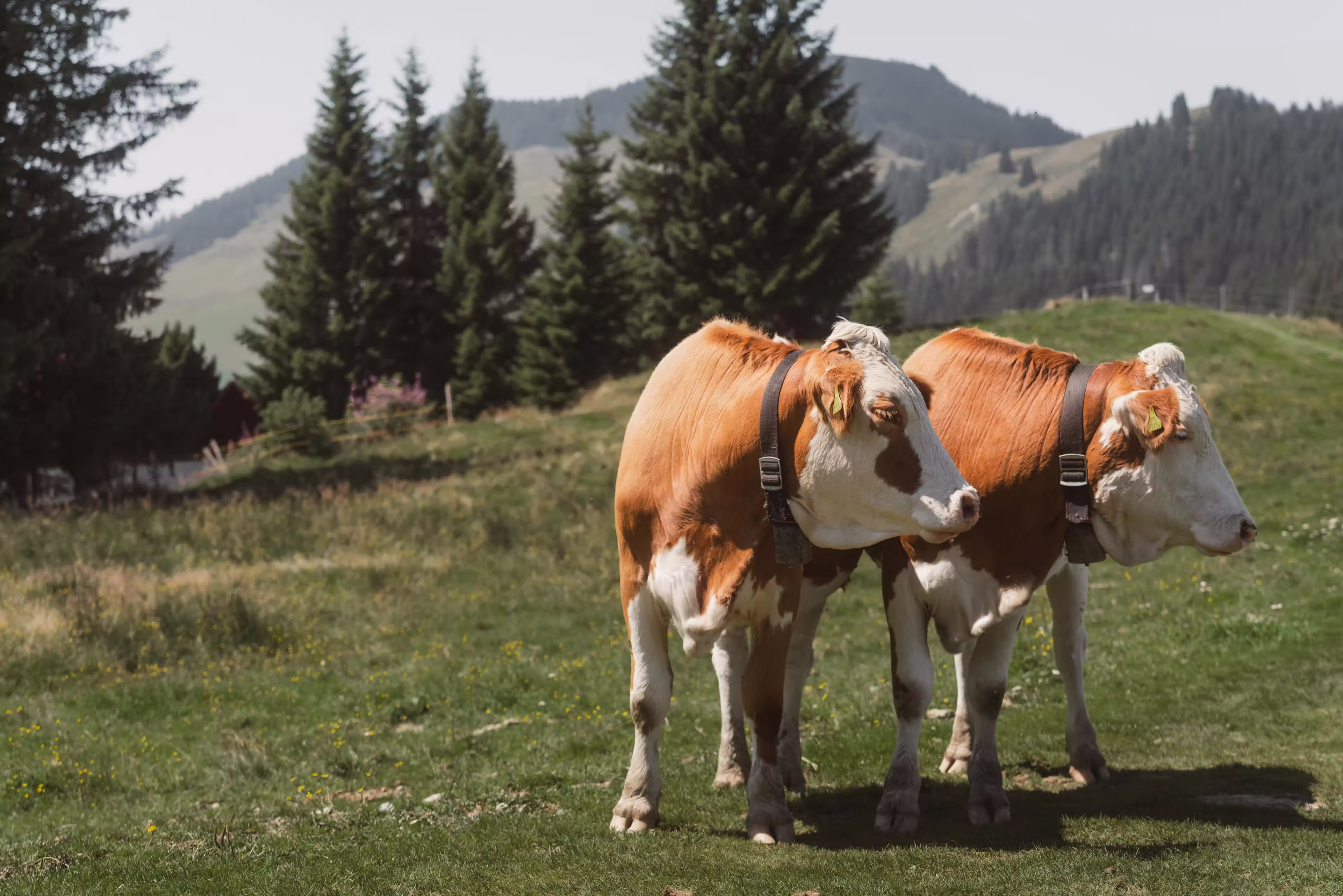 Two brown and white cows with bells stand on grassy field with pine trees and hills behind.