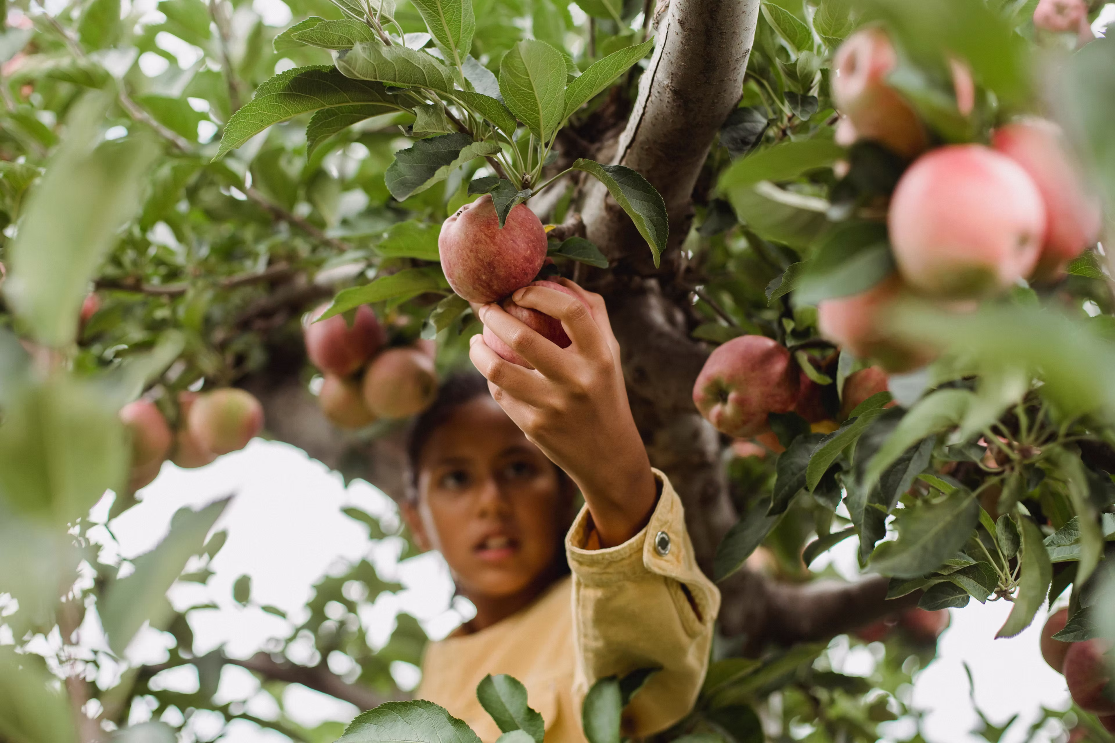Person in yellow shirt picking ripe apples from a tree branch in an orchard.
