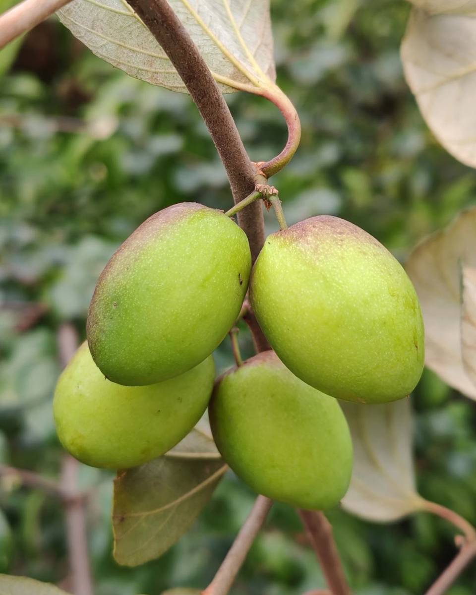 Cluster of unripe green mangoes with brown patches hanging on a tree branch with leaves.