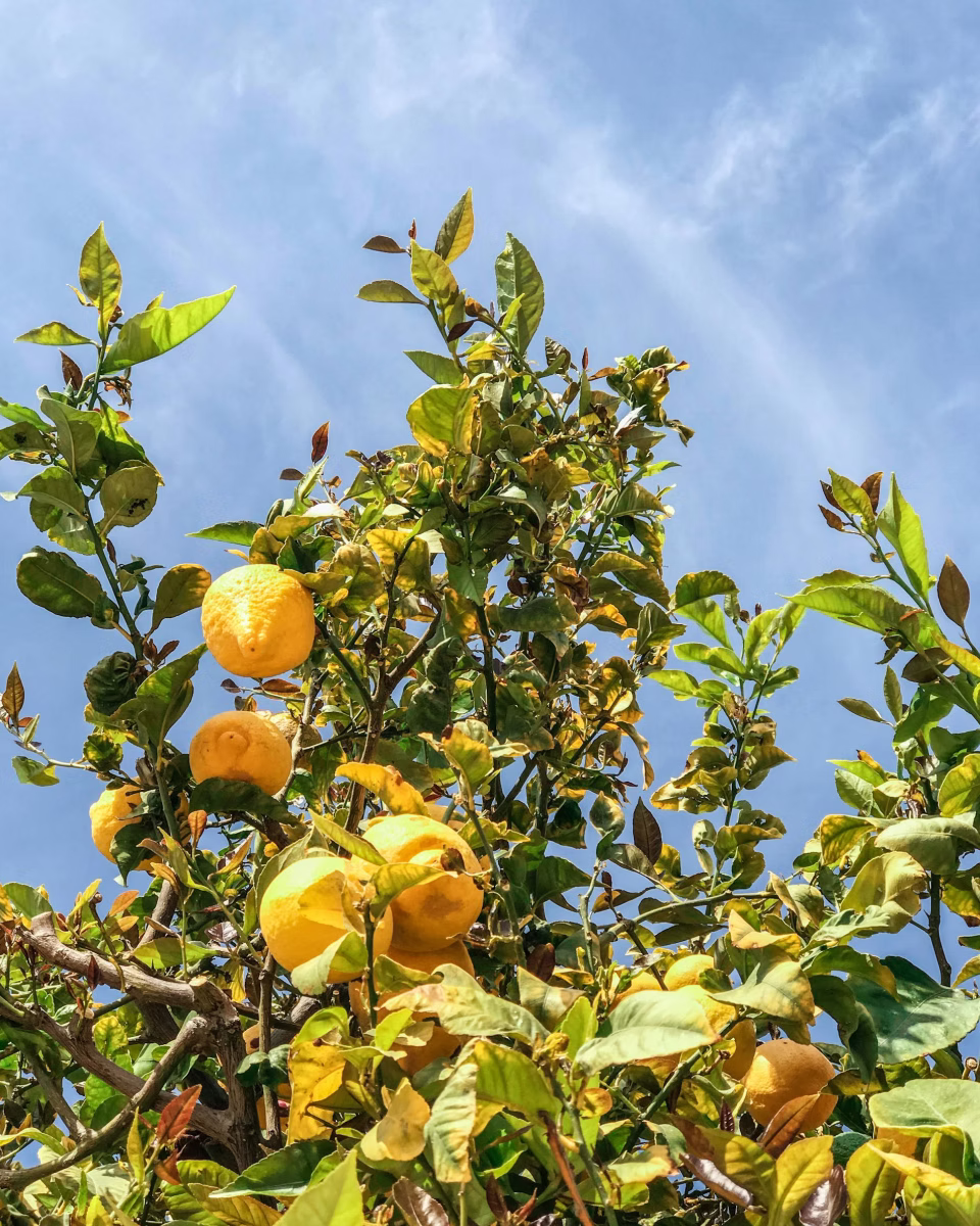 Orange tree with ripe fruit and green leaves under a partly cloudy blue sky.