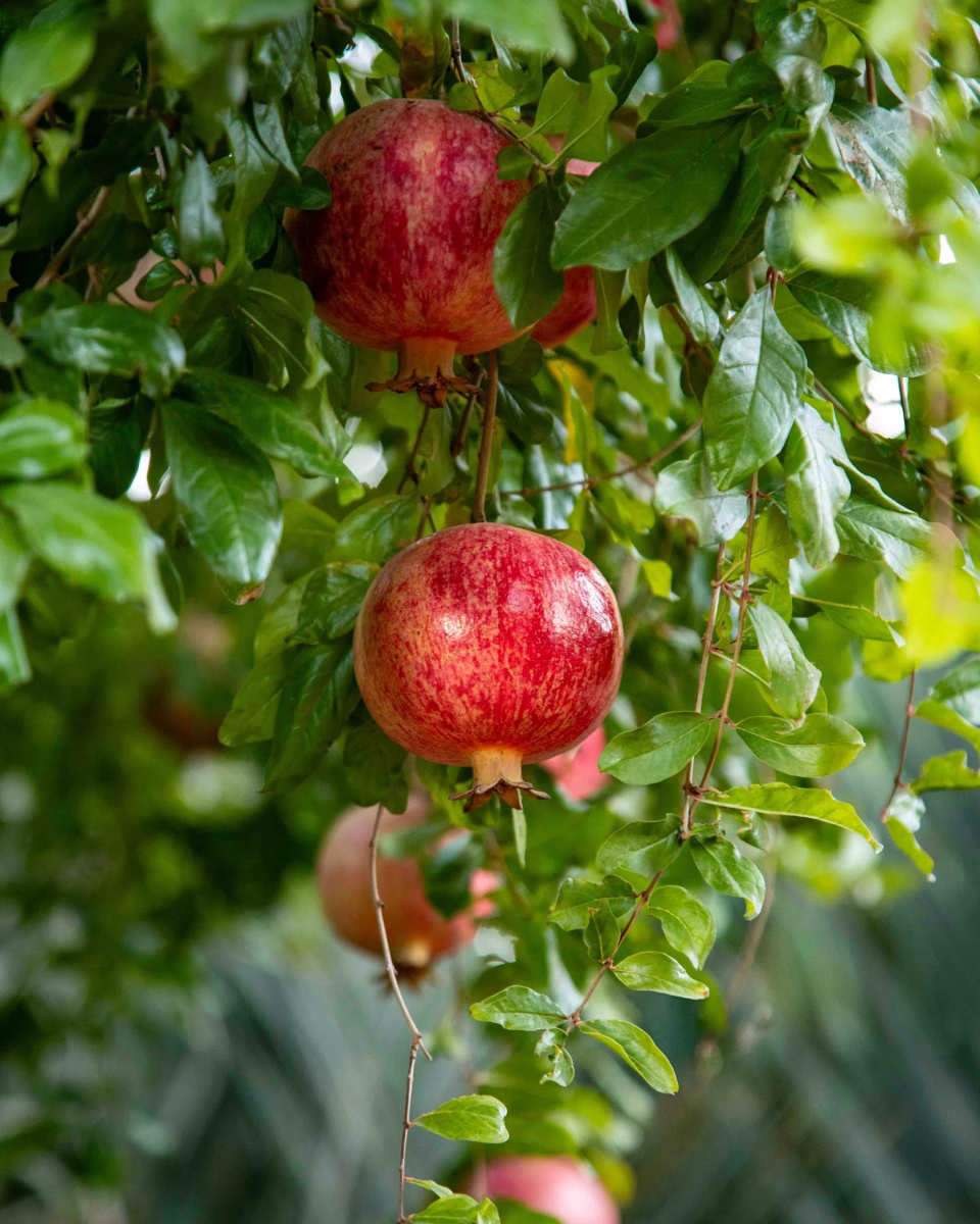 Red pomegranates hanging on branches surrounded by green leaves in a garden.