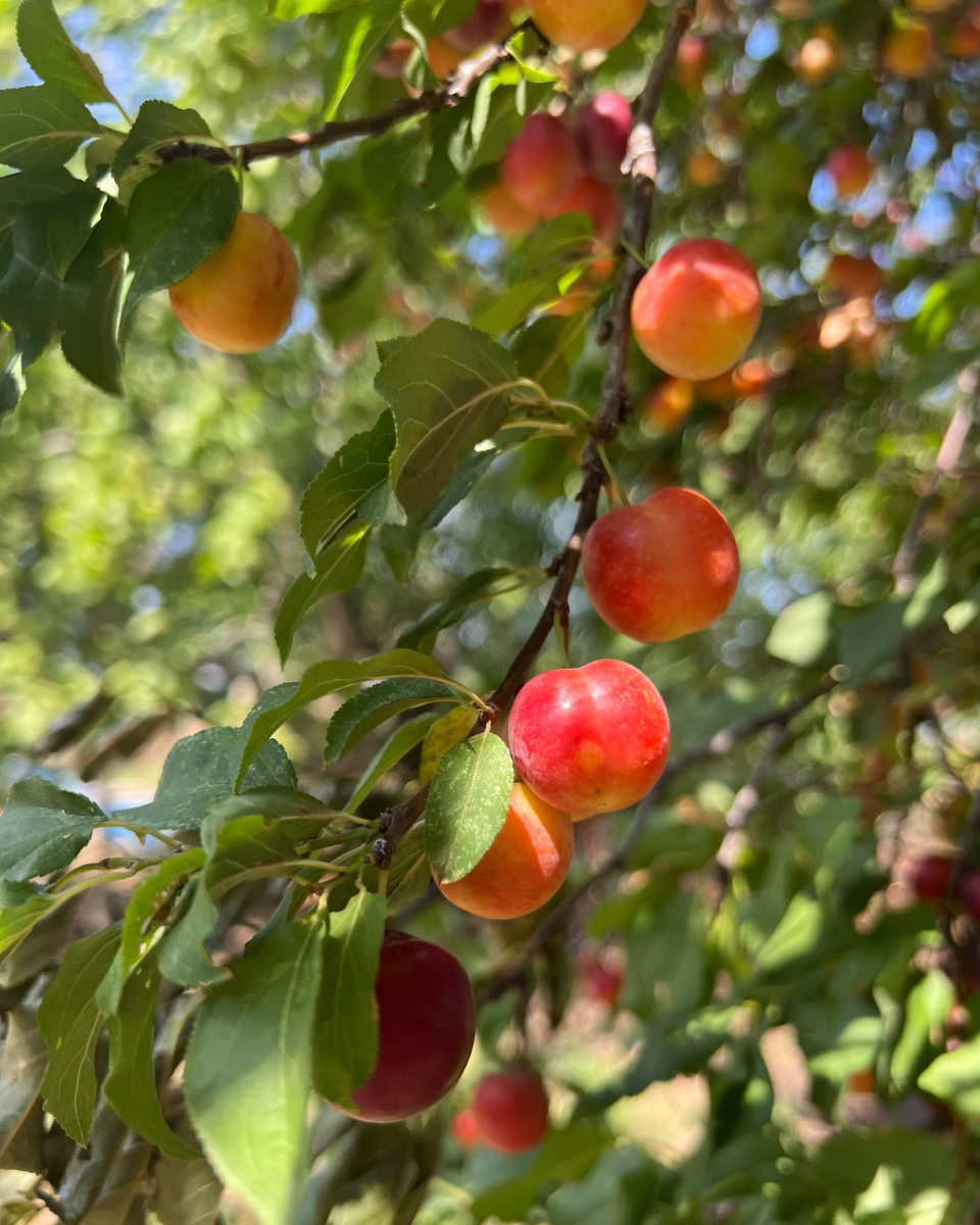 Branch with ripe red and orange plums hanging among green leaves in a sunlit orchard.