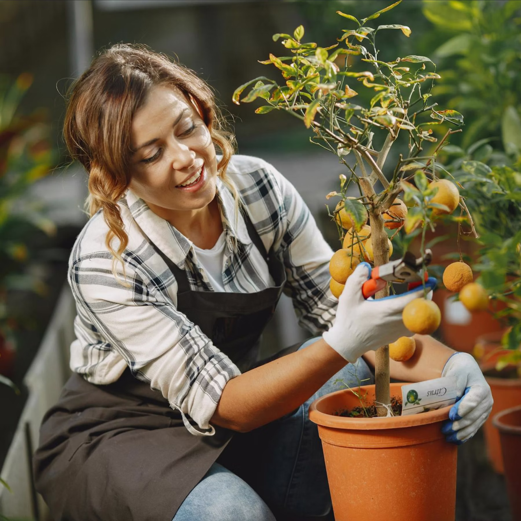 Woman wearing gloves pruning a potted citrus tree with orange fruit in a garden center.