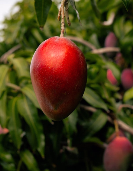 Close-up of a ripe red mango hanging from a branch against a blurred green leafy background.