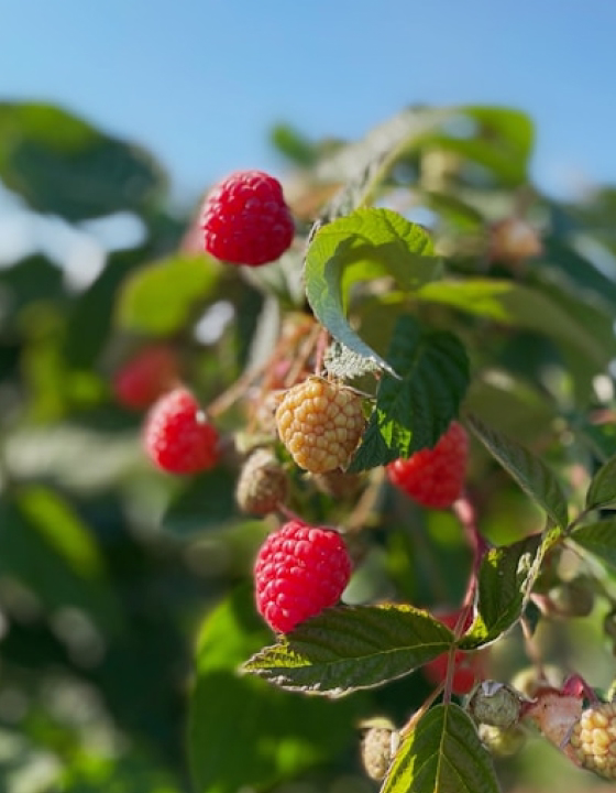 Close-up of ripe red and unripe pale raspberries on leafy branches under clear blue sky.