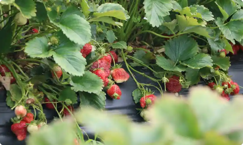 Ripe red strawberries growing on plants with green leaves in a garden or farm setting.