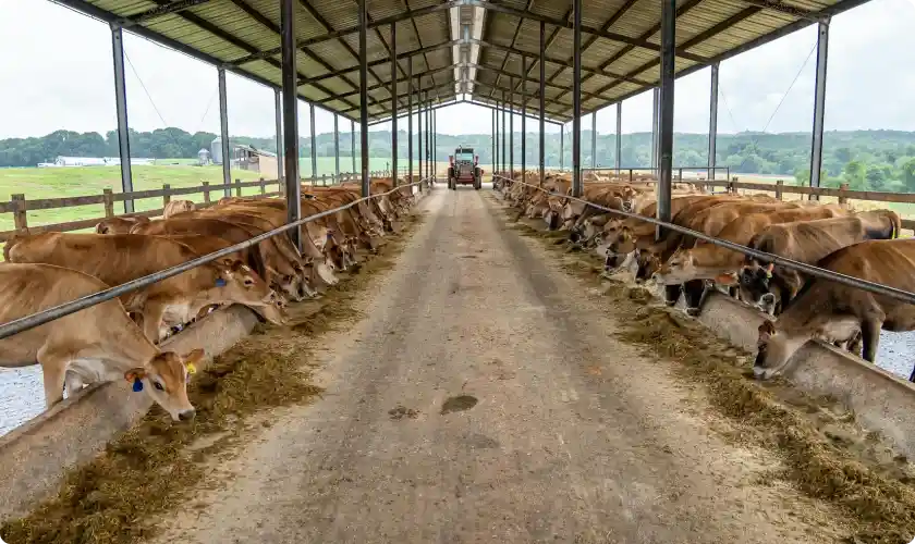 Brown cows eating feed on both sides of a covered barn aisle with a tractor in the distance.
