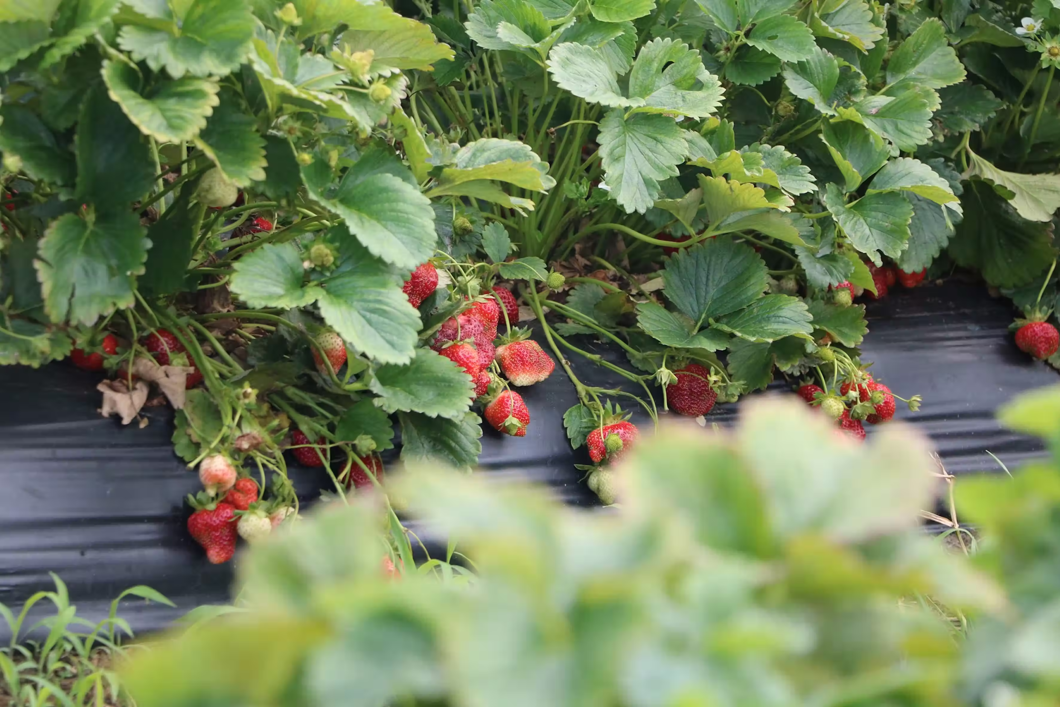 Rows of strawberry plants with ripe red strawberries growing under green leaves on black ground cover.