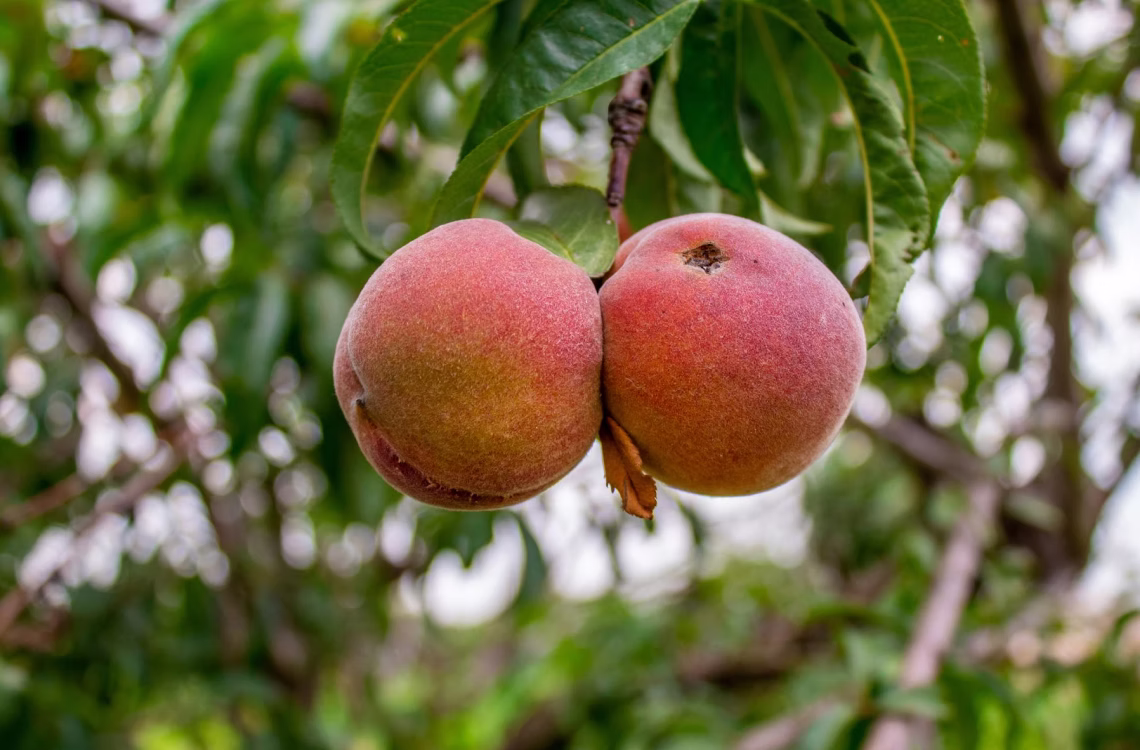 Two ripe peaches hanging closely on a tree branch with green leaves in the background.