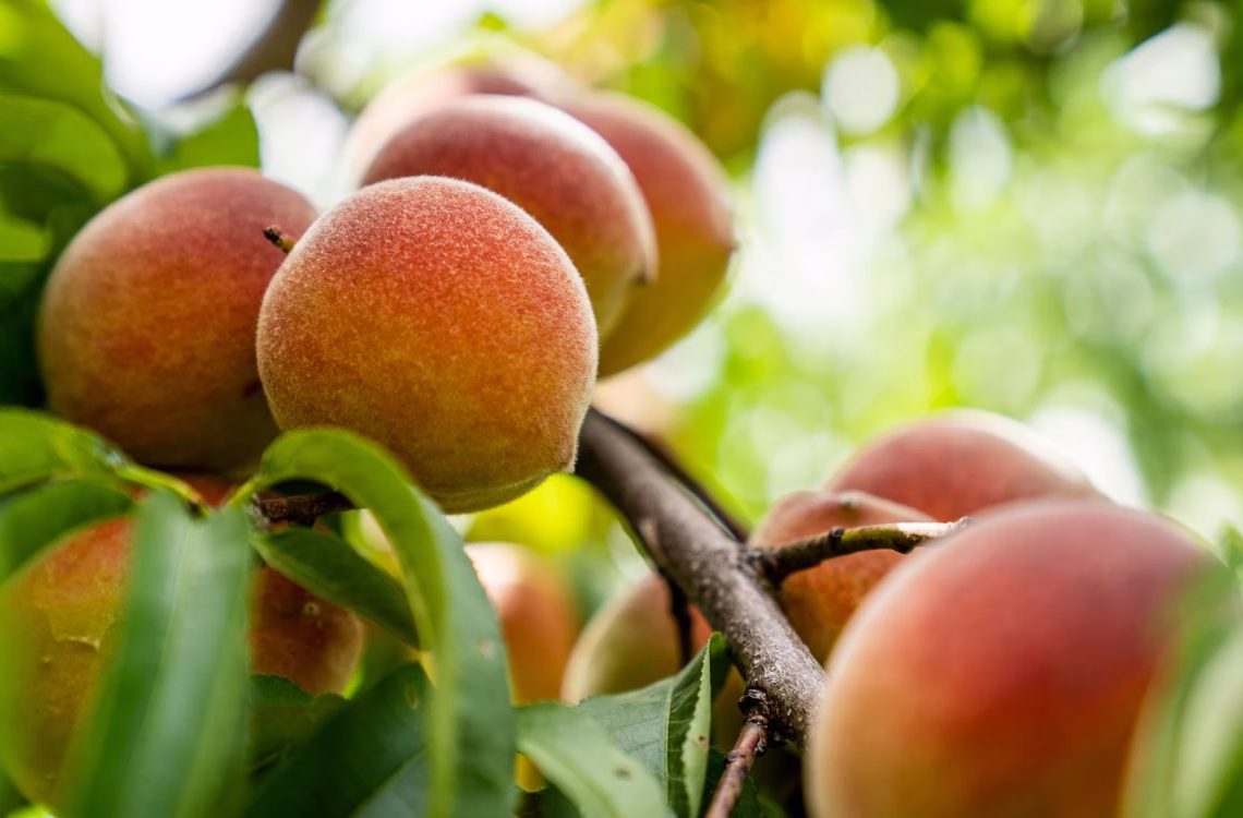Close-up of ripe peaches growing on a tree branch surrounded by green leaves.