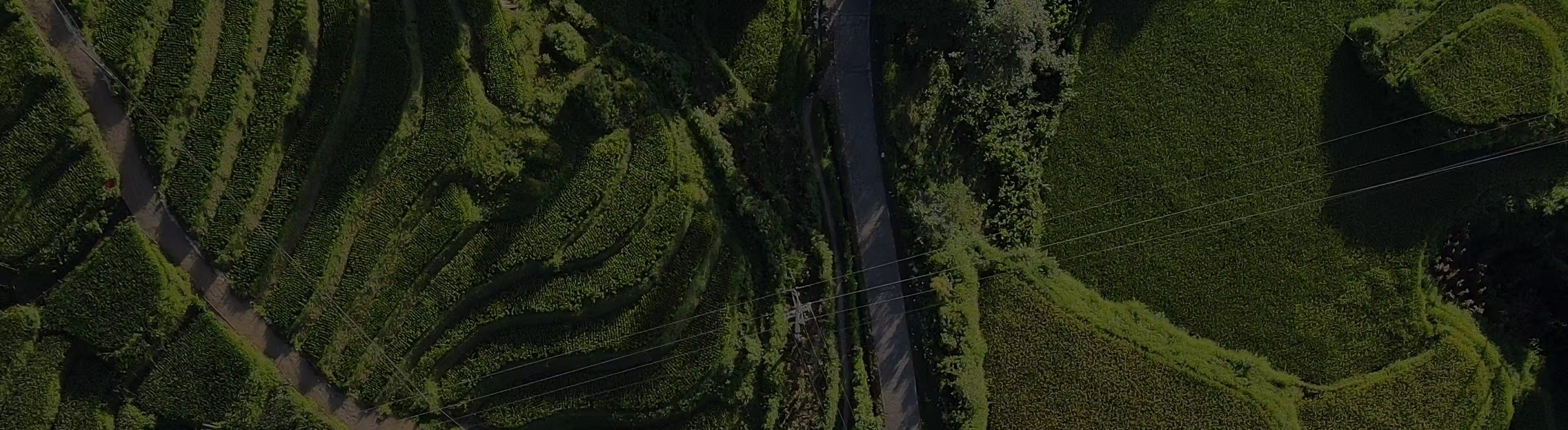 Aerial view of green terraced fields with a narrow road and power lines running through.
