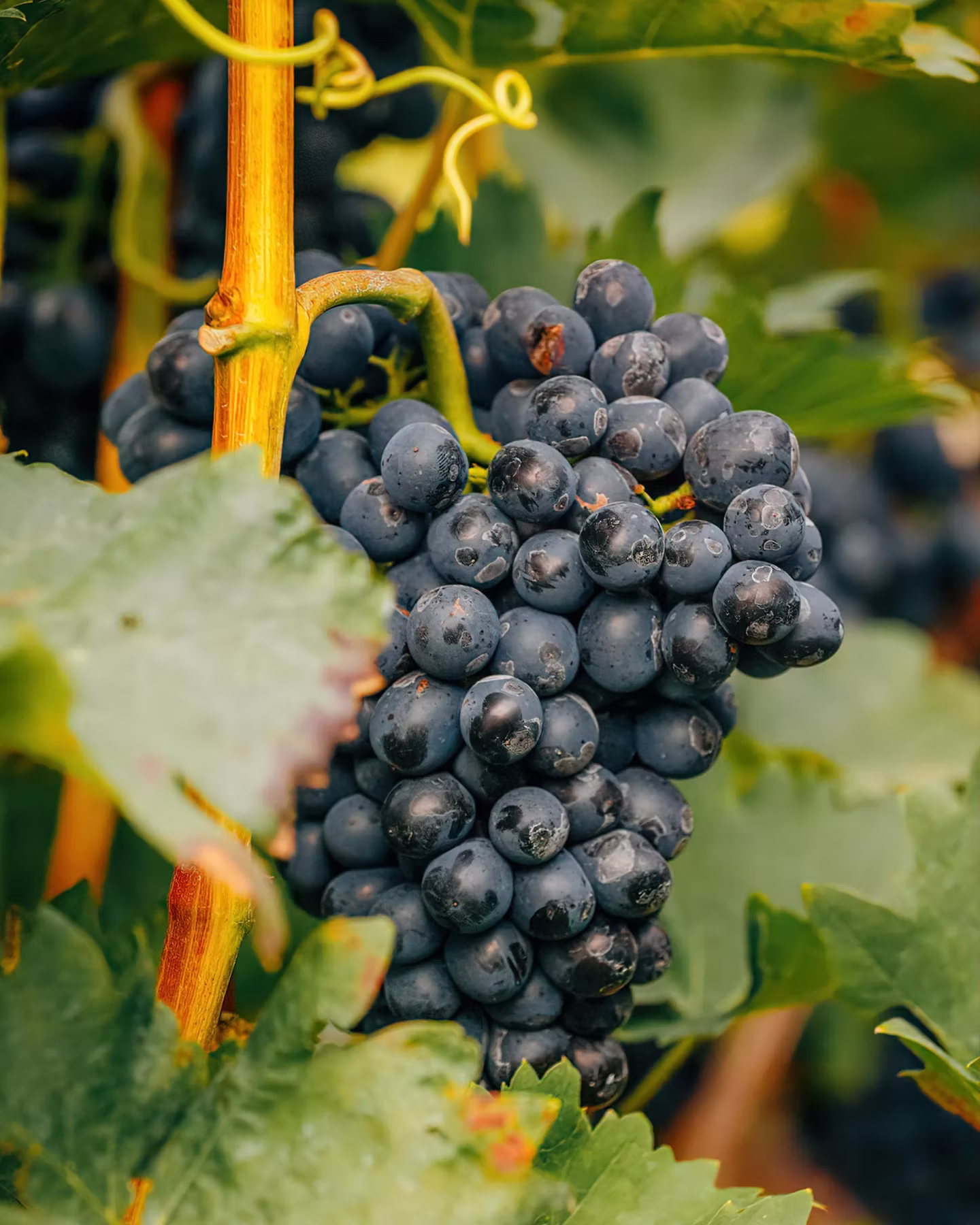 Close-up of a bunch of dark purple grapes hanging on the vine among green leaves.
