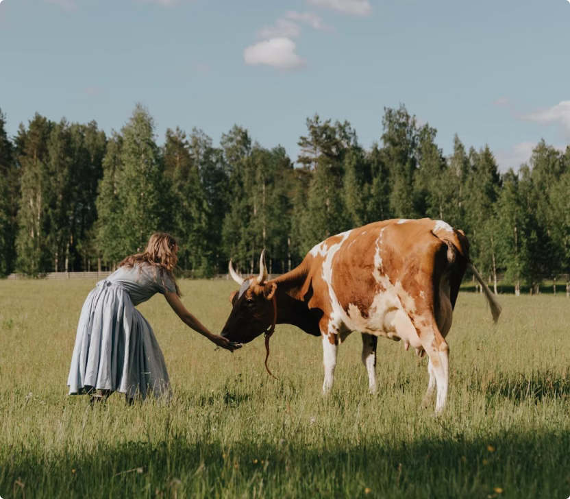Woman in blue dress feeding a brown and white cow in a green grassy field with trees in background.