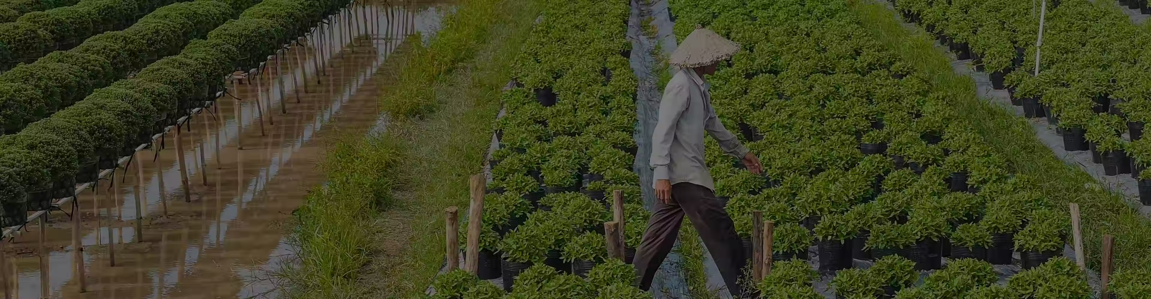 Person wearing a conical hat walking through rows of green plants in pots on a farm.