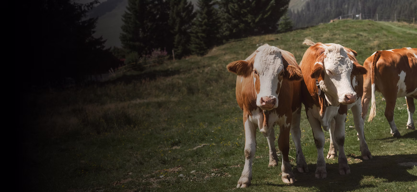 Two brown and white cows standing on grassy field with trees and hills in the background.