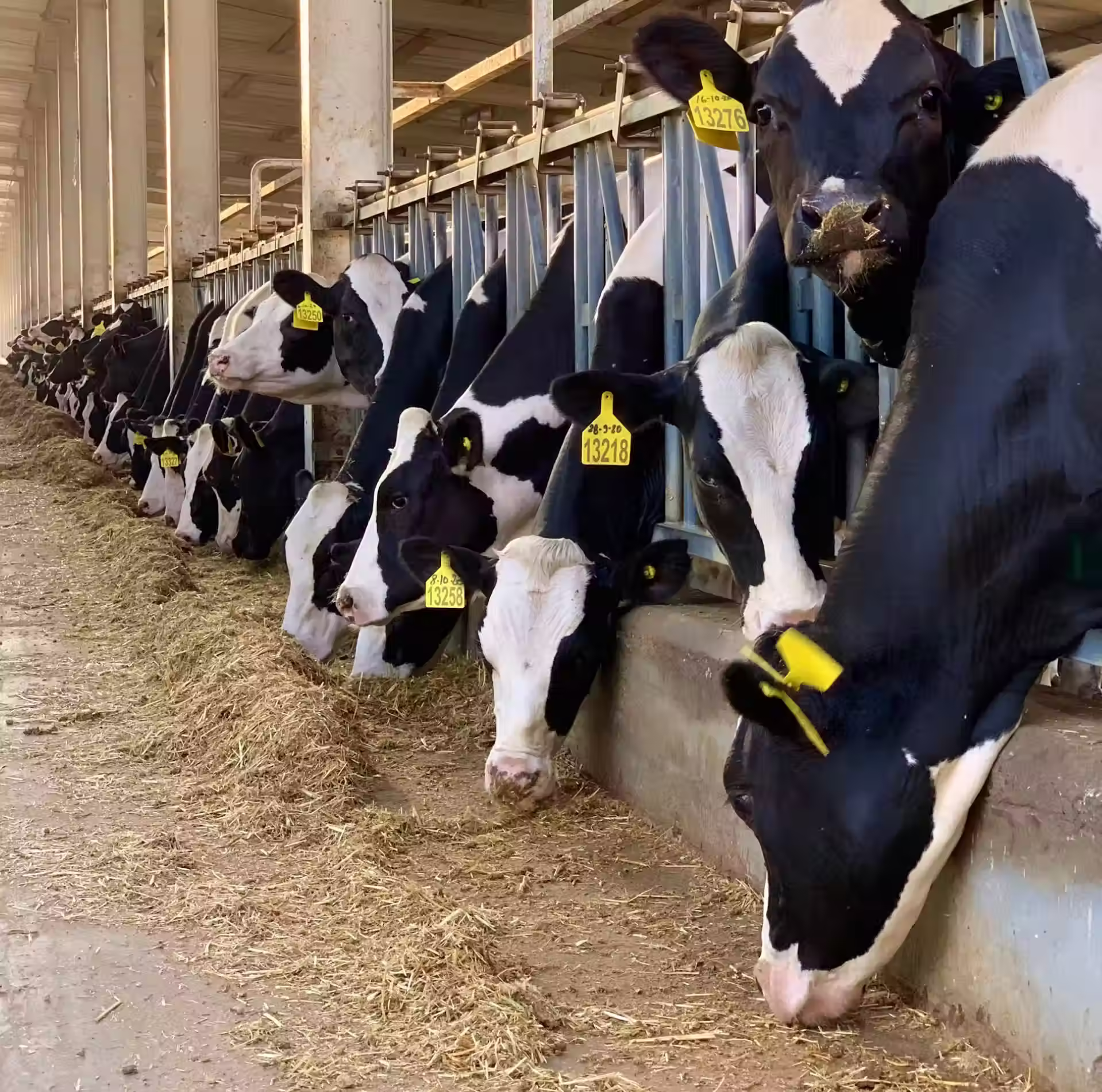 Row of black and white cows eating hay inside barn, each with a yellow ear tag.