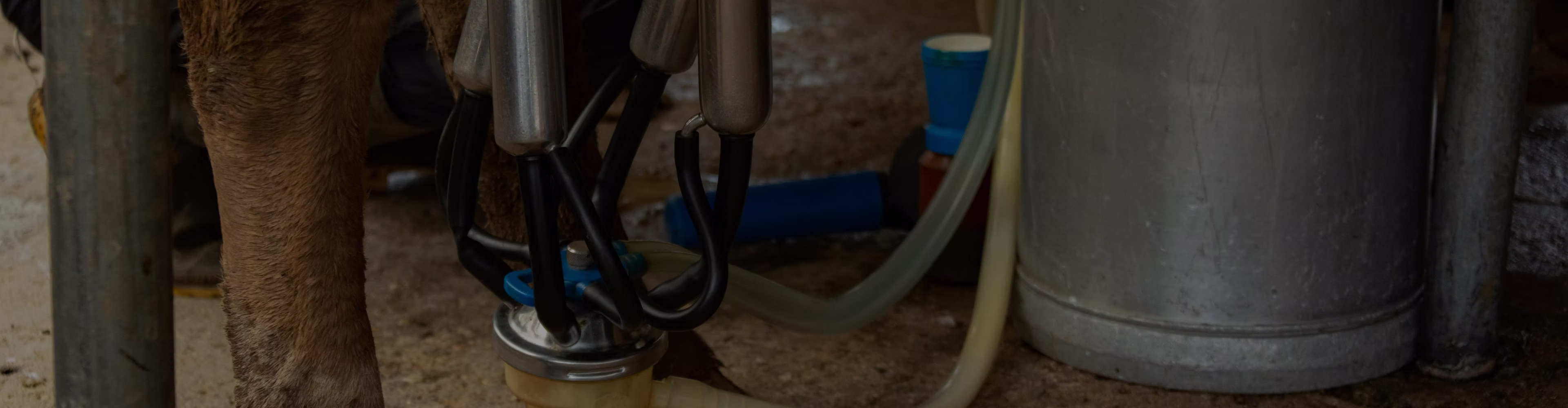 Metal milking machine attached to a cow's udder with a large container on the ground nearby.