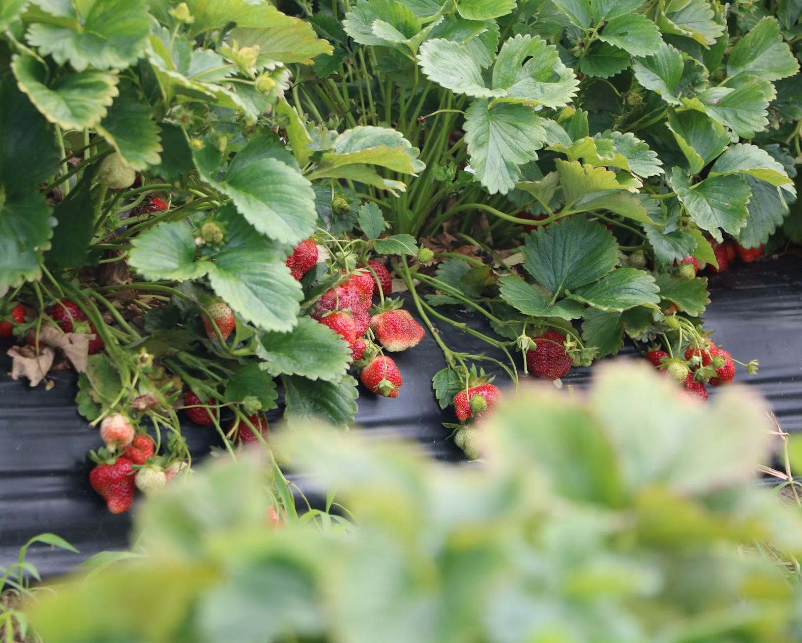 Rows of green strawberry plants with ripe and unripe strawberries on black plastic mulch.