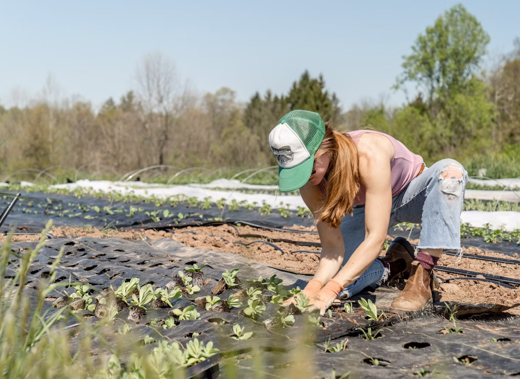 Person kneeling in a field planting seedlings in rows covered with black plastic mulch.