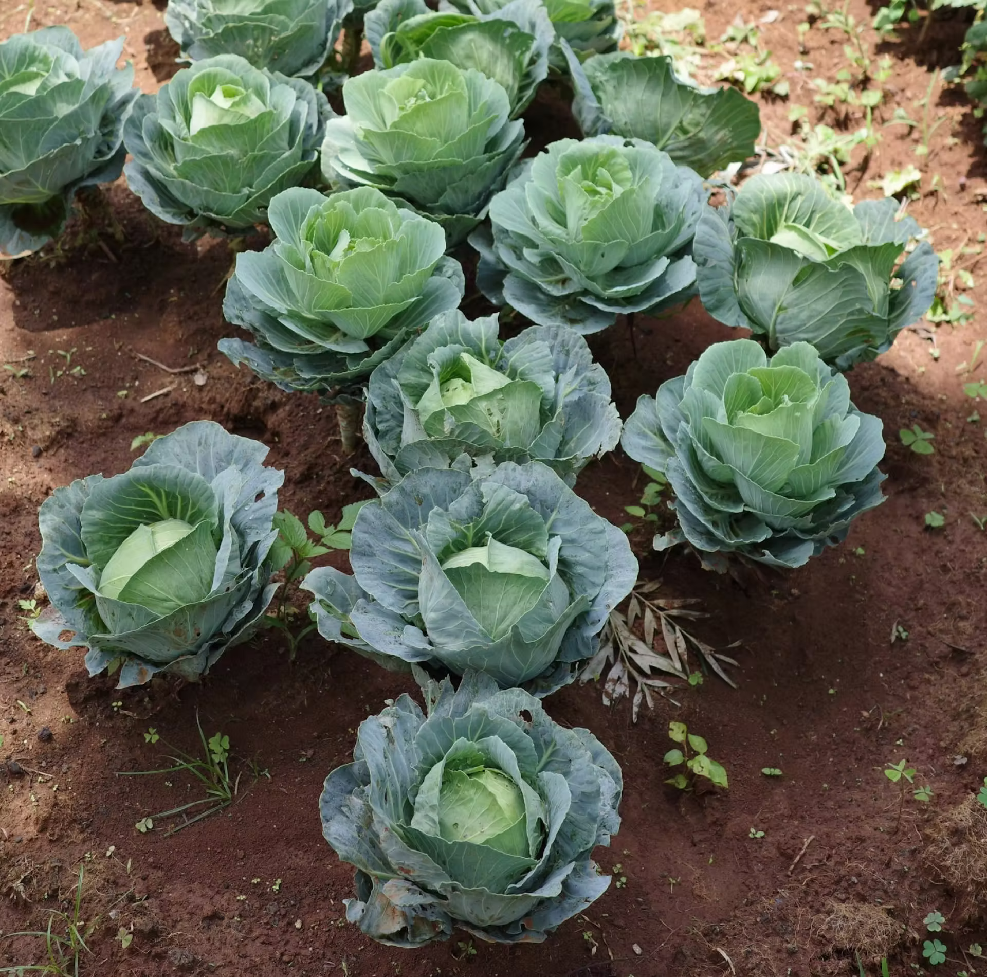 Green cabbage plants growing in brown soil in a garden.