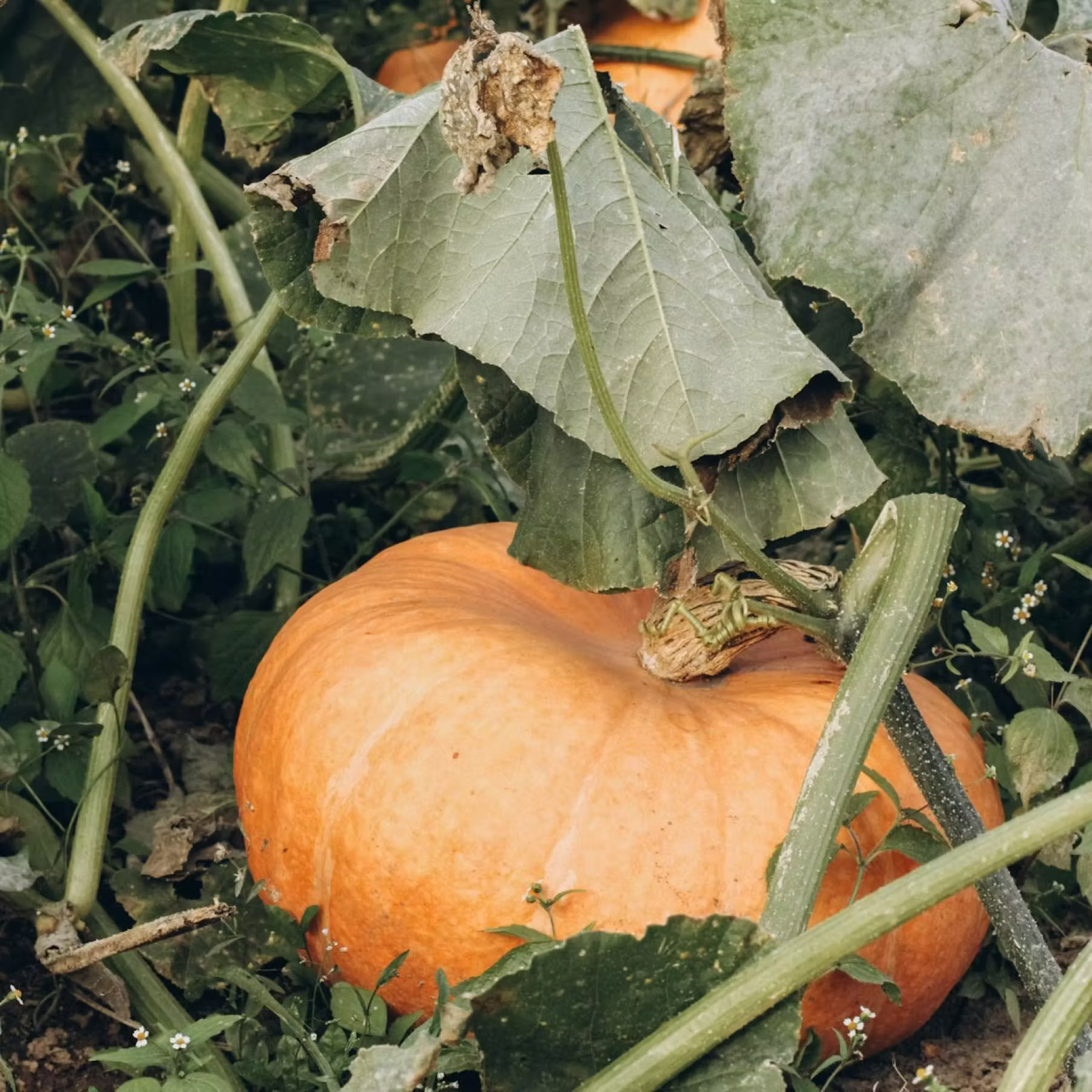 Large orange pumpkin growing on the vine surrounded by green leaves and stems in a garden.
