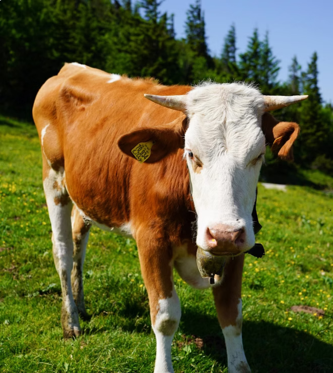 Brown and white cow wearing a bell, standing on green grass with trees and blue sky in background.