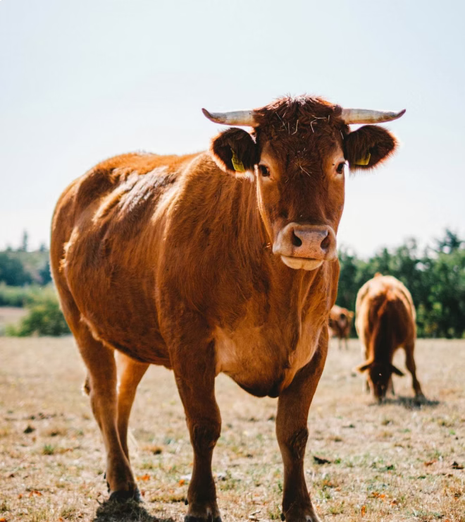 Brown cow with horns standing on dry grassland with trees in background and other cows grazing.